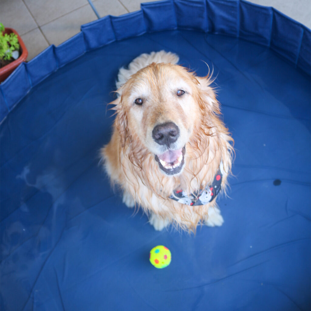 piscina-meau-pet-5