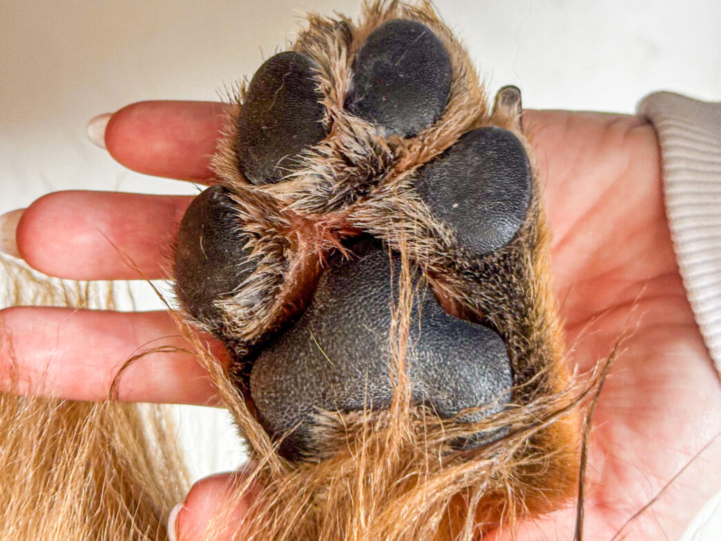 O hidratante de patinhas previne rachaduras e ressecamentos das patas do animal