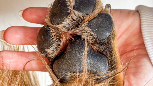 O hidratante de patinhas previne rachaduras e ressecamentos das patas do animal