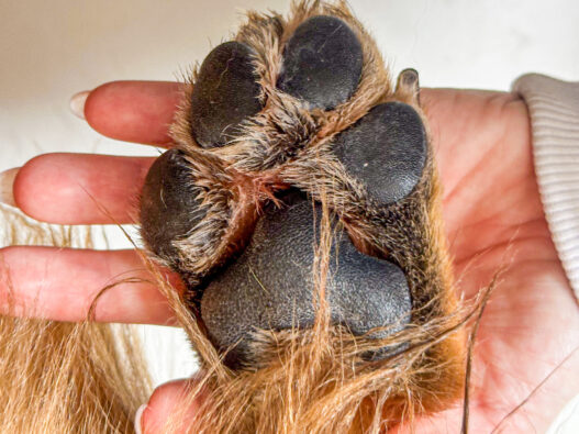 O hidratante de patinhas previne rachaduras e ressecamentos das patas do animal