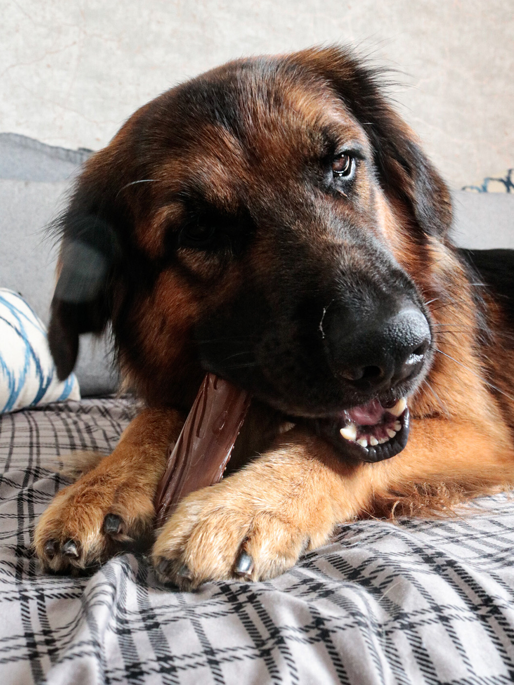 Brinquedos para Cachorro Ansioso