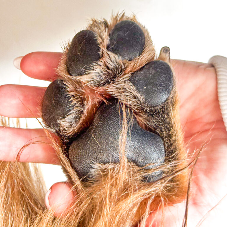 Não é recomendado passar produtos humanos na patinha do cachorro sem antes consultar um veterinário. Converse com um veterinário e escolha produtos apropriados para eles.