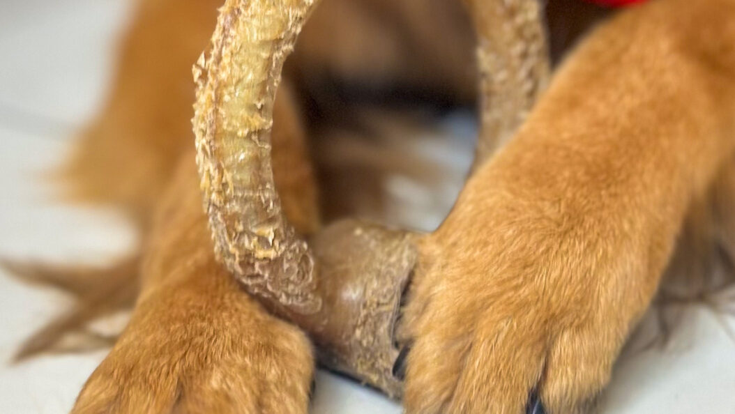 O Benebone Ring é o brinquedo de mastigação mais resistente que já testamos aqui em casa!