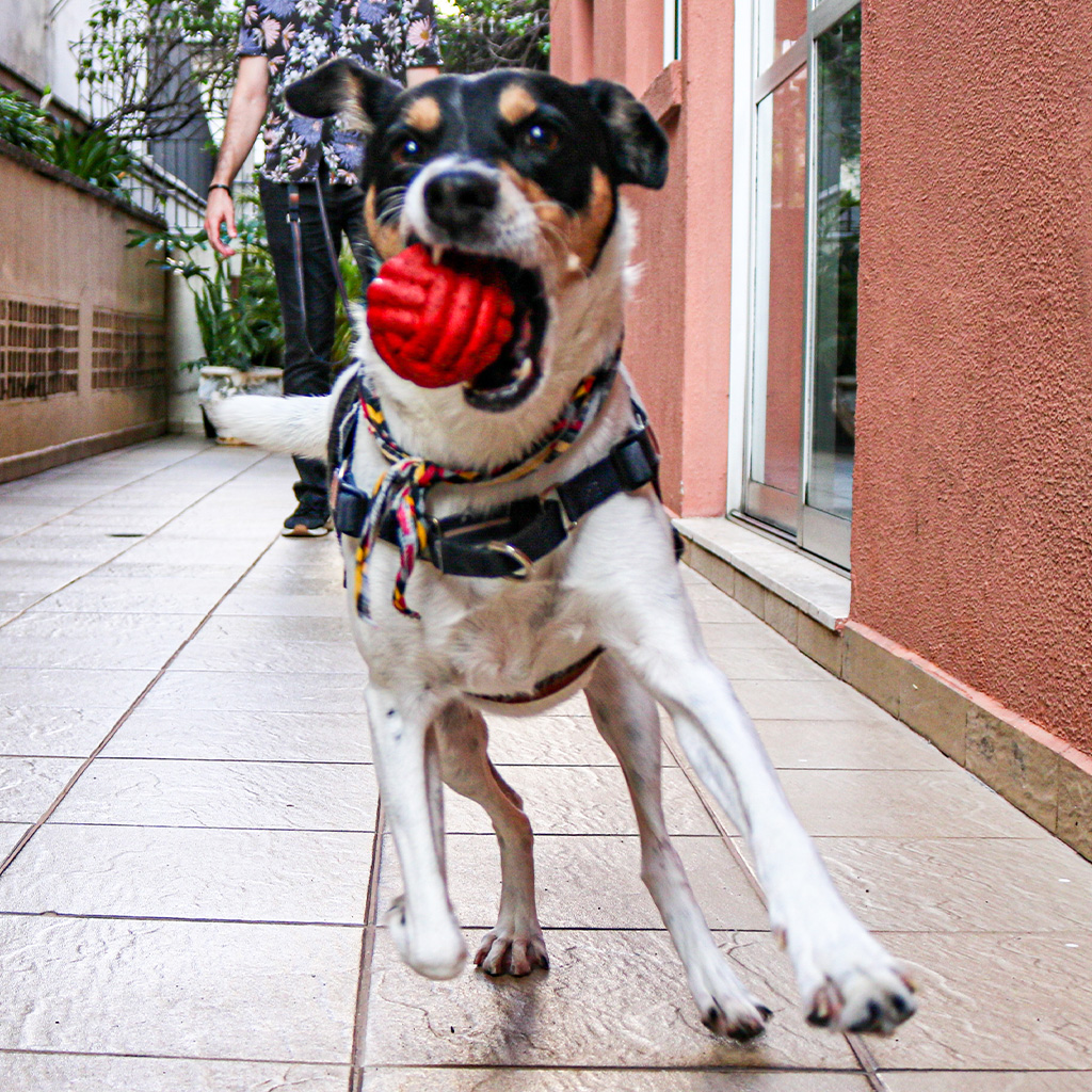 reservapet_02